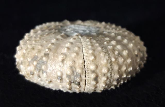 Tetragamma malbosi (AGASSIZ & DESOR 1846) - Bild © FossNet FossilienStore
